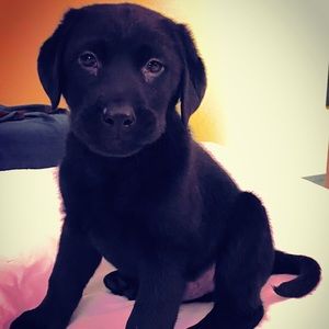 Meet your Posher, Jules